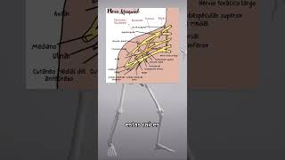 El plexo braquial [upl. by Alleciram158]