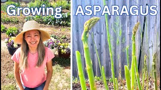 Growing Asparagus from Seed Seed to Harvest Timelapse [upl. by Ecirum356]