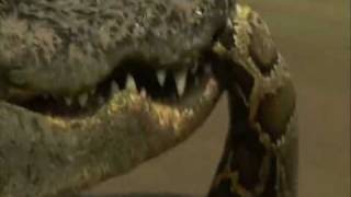 Crocodile vs Python  Croc destroys big python [upl. by Alpheus]