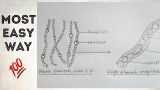 How to draw Nostoc  easy way  for practical file [upl. by Modern]