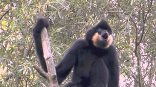 Gibbons singen 2 [upl. by Engamrahc889]