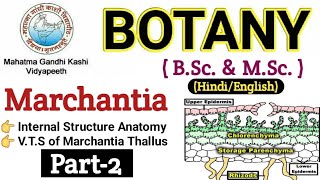 Marchantia  VTS of Marchantia ThallusBSc 1st year BotanyInternal Structure of Marchantia Thallus [upl. by Dinin]