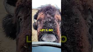 A Bison jumped up at us 😱🦬 What should we do 👻 bison bisons buffalo buffalos pet pets da [upl. by Edny]