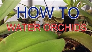 quotHow to water orchidsquot  ORCHID CARE How to water Phalaenopsis Orchids  quotOrchid care tipsquot [upl. by Niattirb]