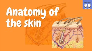 Anatomy of the Skin Epidermis Dermis Hypodermis [upl. by Anabal]