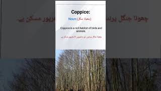 Coppice meaning coppice sentence English vocabulary [upl. by Gnilrits]