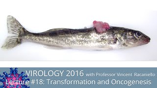 Virology Lectures 2016 18 Transformation and Oncogenesis [upl. by Cynthie181]