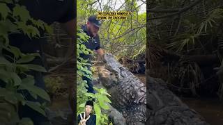 The crocodile handler is feeding the crocodile🐊 alligator crocodile animals shortvideo shorts [upl. by Drogin]