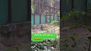 Zoo visit… lion viralreels reels reelsvideo viralshort [upl. by Saffren]