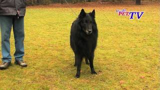 Groenendael  Belgischer Schäferhund Informationen zur Rasse [upl. by Ennovoj]