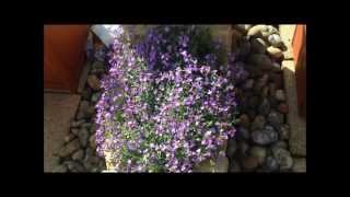 Aubretia in flower help and care Stunning HD [upl. by Doran283]