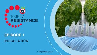 Serie 1  ToBRFV Quarantine Glasshouse Inoculation [upl. by Eidoc]