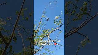 Want to see hummingbird flying backwards hummingbird nature shortvideo [upl. by Atteuqnas]