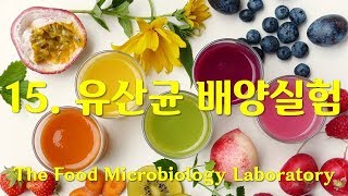 식품미생물 실험Food Microbiology Laboratory 15 유산균의 배양실험  시판 유제품에서 분리한 유산균을 이용해 멸균유에 배양 젖산균 개요 [upl. by Swanhilda]