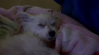 My cute Luna sleeping snoring 😴 dog cute morkie dogvideo funny fypシ゚ [upl. by Tucky]