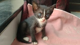 Rescue Kitten Is Trying To Sleep After Bottle Feeding She Had Innocent Eyes To Talk [upl. by Andi510]