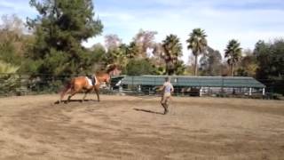 Starting canter on the lunge [upl. by Olecram]