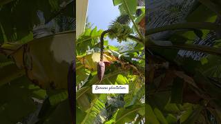 Banana plantation at home  providing support to banana plant  organic farming farming garden [upl. by Einimod]