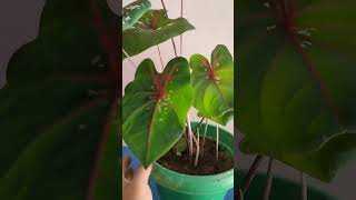 caladium plant care tips 😀plants caladium garden gardening trending viralvideo youtube [upl. by Llennahs]