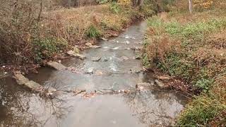 Part II  Explore Surrey’s Hogsmill River with our naturalist and Ewell resident Kevin Morgan [upl. by Levey]