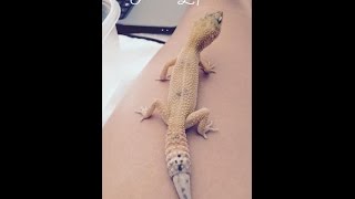 Leopard Gecko Time Lapse Tail Regeneration [upl. by Reddy]