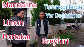 TURUNÇGİL AĞAÇLARINDA YER DEĞİŞTİRME NASIL YAPILIR Mandalina limon portakal fidanı yer değiştirme [upl. by Ellevel796]