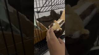 Meet twinny helpstraydogs pets squirrel [upl. by Hrutkay]