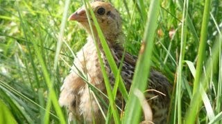 Organic Quail Chicks weeding eating pests and freeranging in the meadow [upl. by Nabla393]