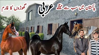 Visit TM stud farm Lahore  The most advanced and luxury Air condition Horse stable Arabian Horse [upl. by Neehsas]