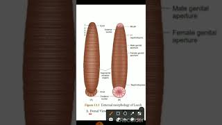 External morphology of leech in tamil Hirudinaria granulosaPart 1 Class X Science [upl. by Philine]