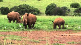 Rhino and Lion Nature Reserve  South Africa [upl. by Rebmac]