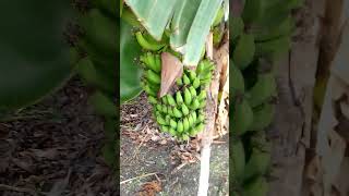 WOW 😲😳 LOOK MY ANTIGUAN 🇦🇬 BACK YARD GARDEN short [upl. by Weissberg]