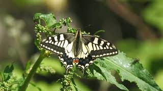 Swallowtails Hickling Broad Norfolk [upl. by Dam]