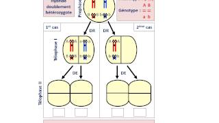 Le comportement des chromosomes au cours de la méiose cas de deux gènes indépendants [upl. by Eanert]