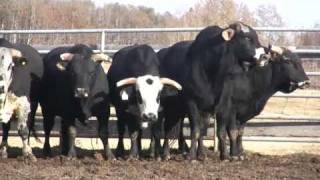 Canadian Finals Rodeo Bucking Bulls [upl. by Ailliw]