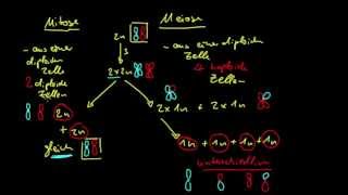 Genetik 3 Unterschied von Mitose und Meiose [upl. by Okwu]