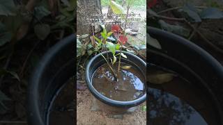 Planting mangrove tree at home mangrove gardening [upl. by Tierell]