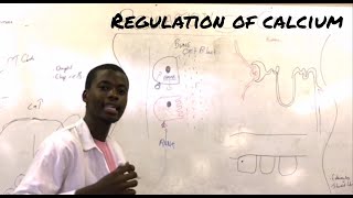 Regulation of calcium [upl. by Eisteb]