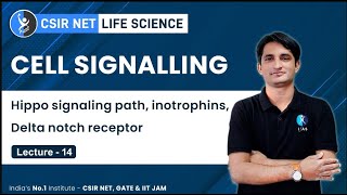 Hippo Signalling Pathway  Cell Signalling For CSIR NET GATE [upl. by Brenna]