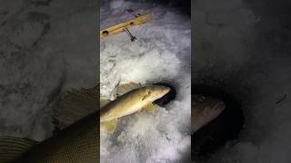 GIANT Walleye Caught Ice Fishing Tip Ups at Night [upl. by Acissehc]