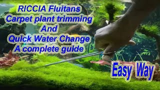 Carpet plant trimming 4K  RICCIA Fluitans  BEST and EASY aquascaping carpet plant [upl. by Macgregor]