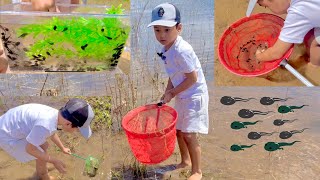 100s of Tadpoles by the Lake and Release Them [upl. by Ecinad456]