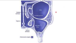 Osteomeatal Unit ENT [upl. by Naelcm]