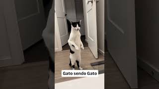 GATO SENDO GATO 🐈💧💧🐈 HELP ITS GOING TO FLOOD [upl. by Coad604]