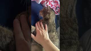 Melvin the cat dances to Chappell Roan Fem [upl. by Enetsirhc]