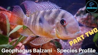 Gymnogeophagus Balzanii  Species Profile PART TWO [upl. by Graaf]