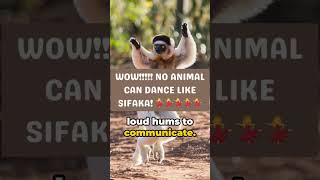 The UNBELIEVABLE Dance of the Sifaka [upl. by Marolda]