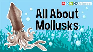 All About Mollusks [upl. by Novla]