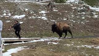 Bison Charges at Man in Yellowstone National Park [upl. by Eirahs]