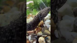 The Ornate Bichir Fish or Dragon 🐠 🐉 fish amazing pets aquarium dragon cool fishtank [upl. by Brigg]